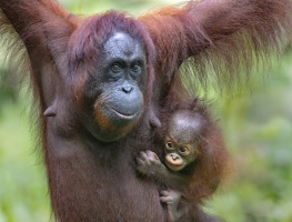 Borneo