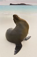 Galapagos