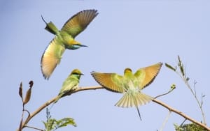 India