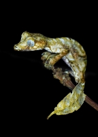 Madagascar
