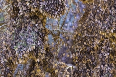 IMG_0334