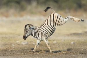 Namibia