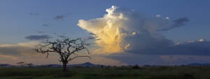Tanzania Birthing Season
