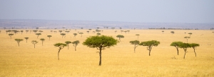 Tanzania River Crossing