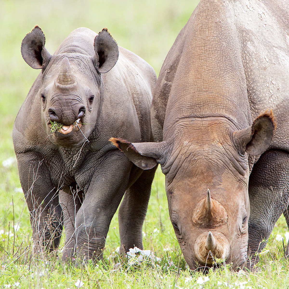 rhino photo book for African animal wildlife photography