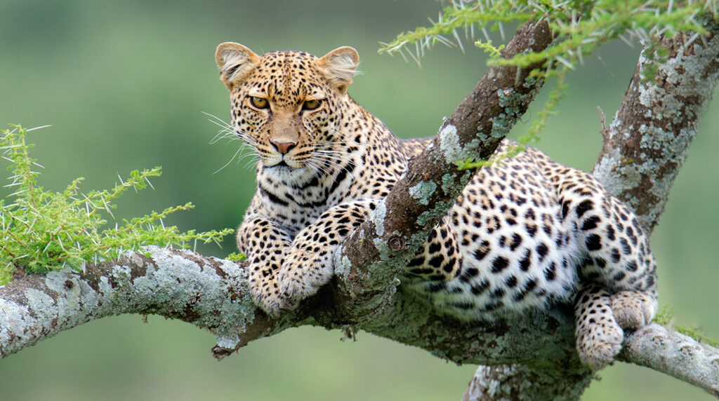 image of animal waiting for prey, when searching for animal photos taken in Africa